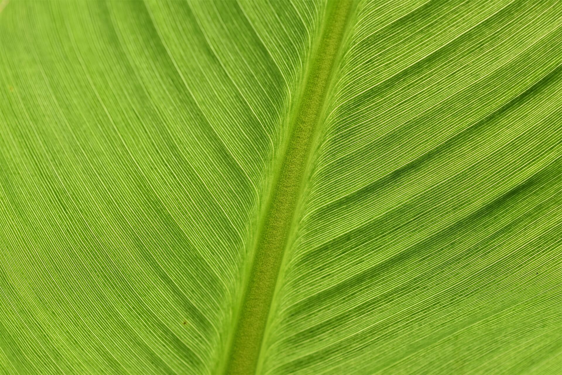 bananenblatt bild